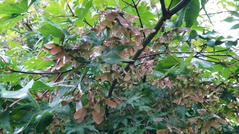 213A0546569F26E31B4185