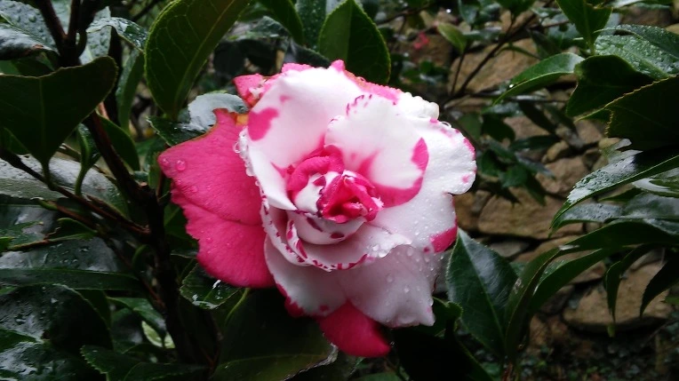 2252773C564008E923168F