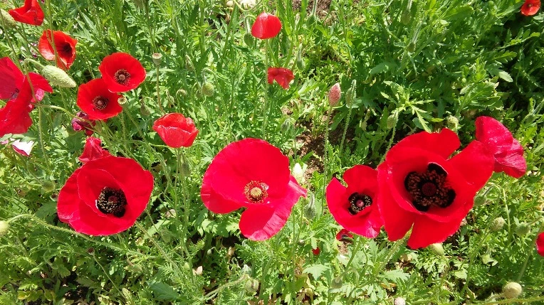 232EE539575E454E310643