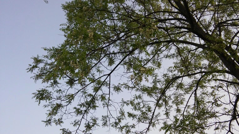 2441C934572E66D3255C4C