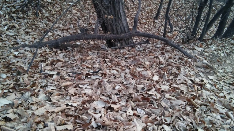 262E0E4858A7C31C1B4C2D