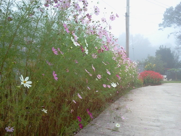 1431DA434E749190200EDF