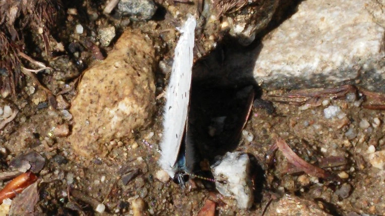 2434A3425699F152226AC6