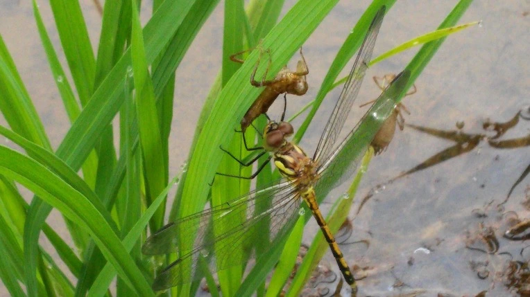 211D0D47575E53AF32EC1D