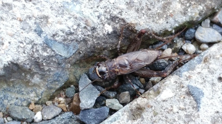 99AE31355BD6AE5B0773F0