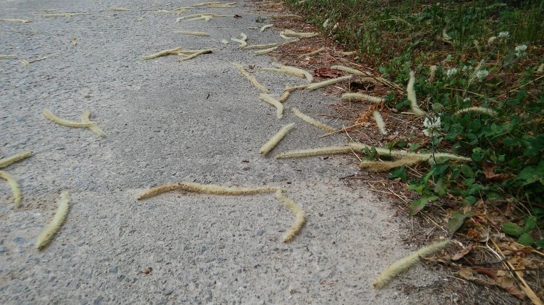 27068639575E51BB2D5CC5