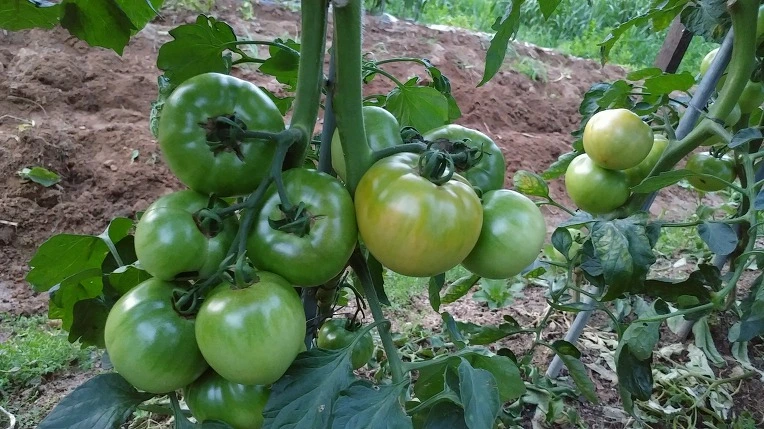 994159445B3D587214C88D