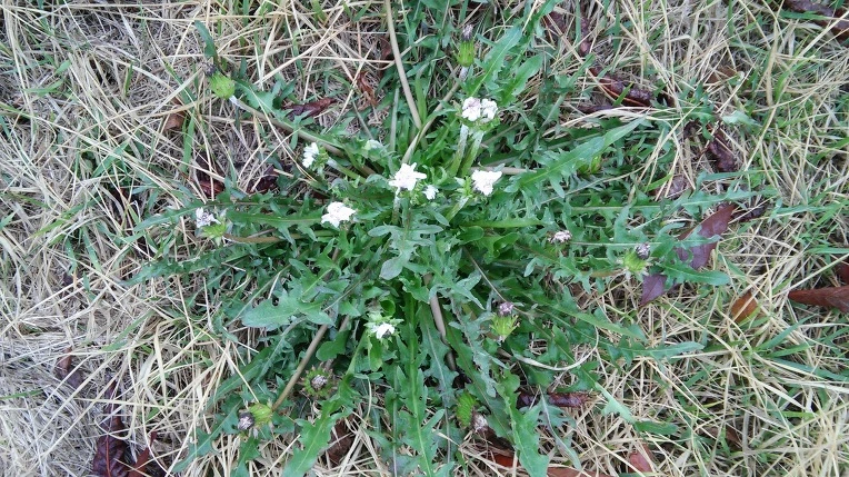 27323C4E57059CE529D23C