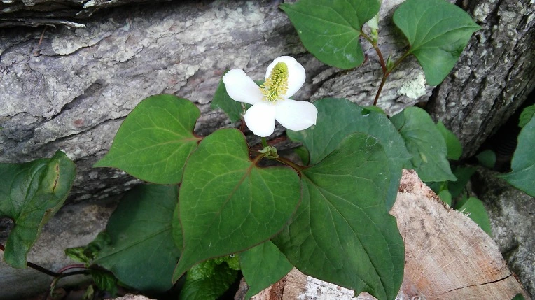 257EF64E595DCE0F3318E0