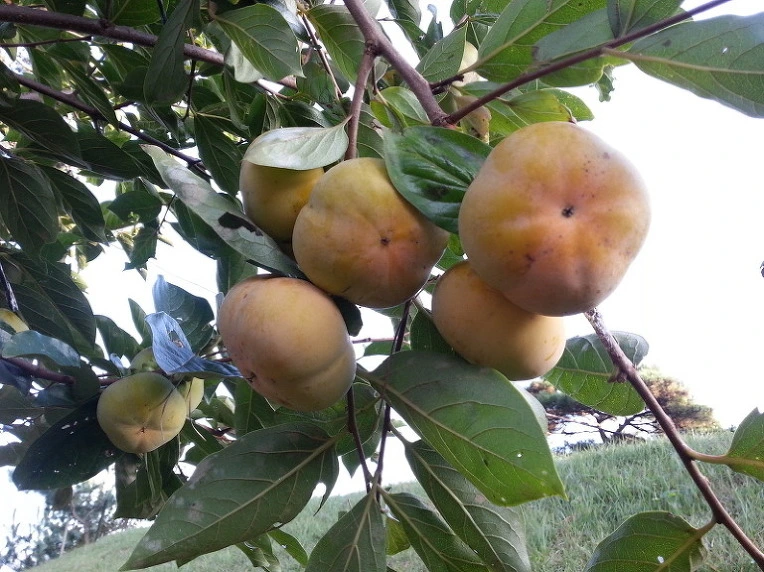 273D794658205CDB3CD0FA