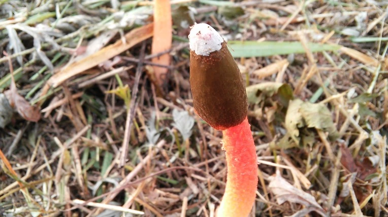 2216484157A19F68117DC6