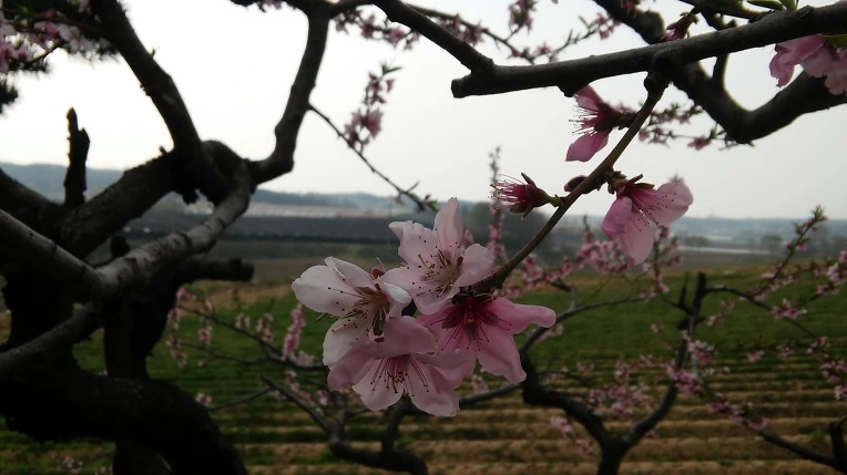 245D20435714A1750F1219