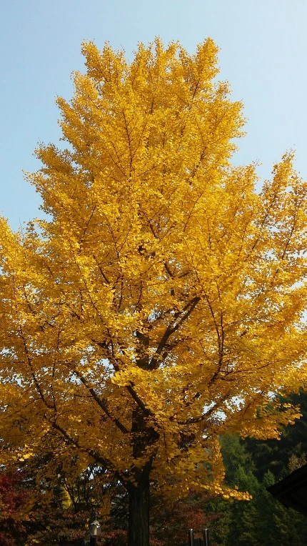 2349754D5628802735BAF6