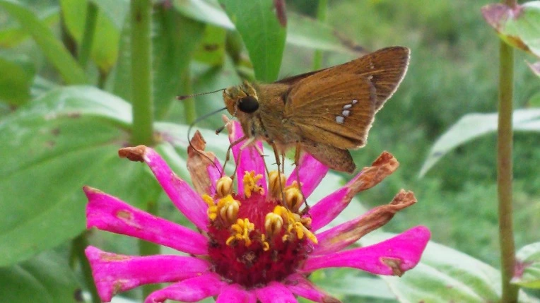 993E1033599E1B2D121247