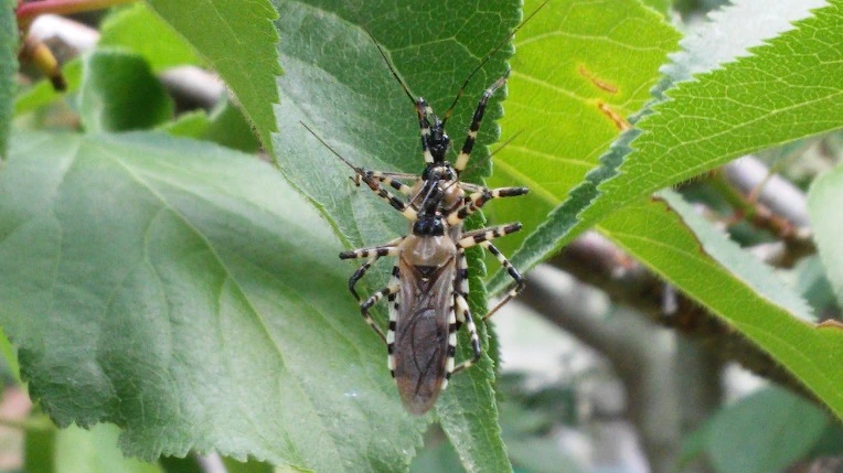 223060445765F50E244A35