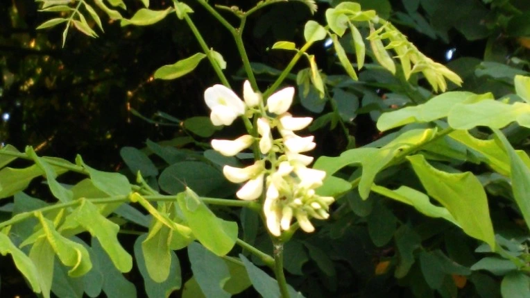 2509E650576F7D25286509