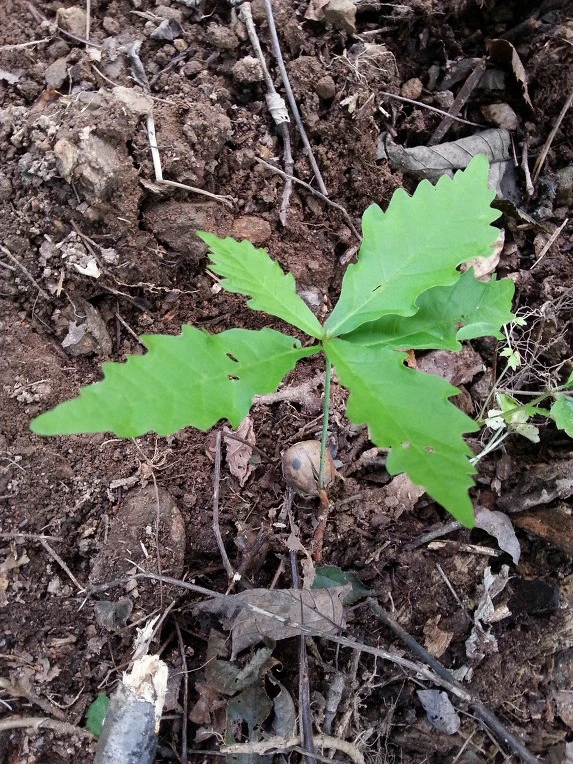 99B0BE345D7495C414431A