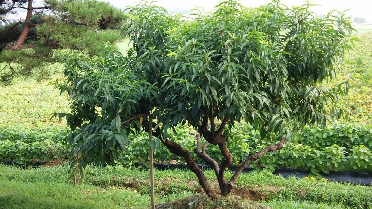 2560033657A2776F2B650A