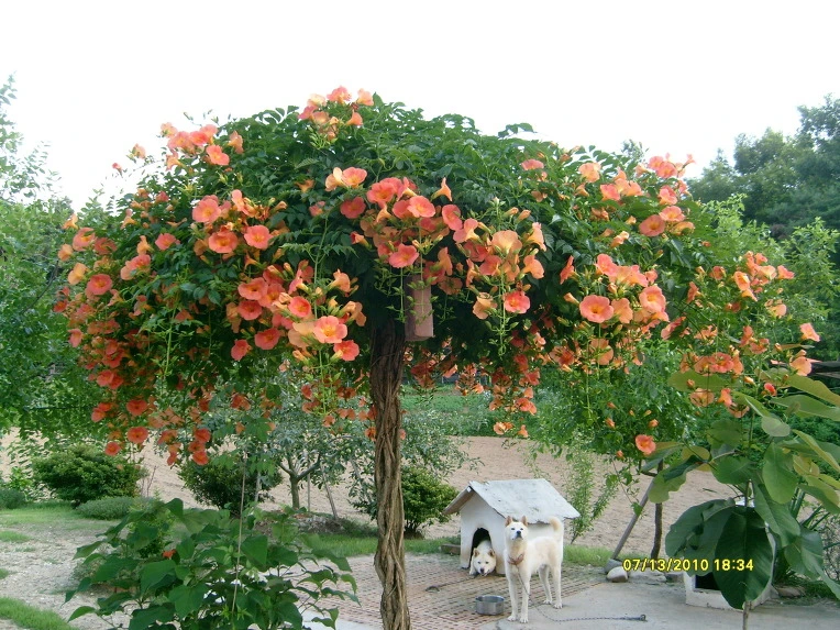 1516061A4CA5BE4A55FAA0