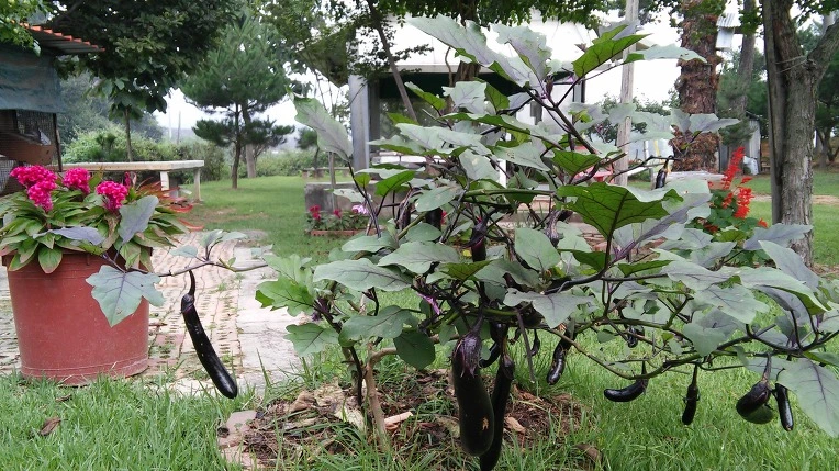 215C524D57D5E26833D023