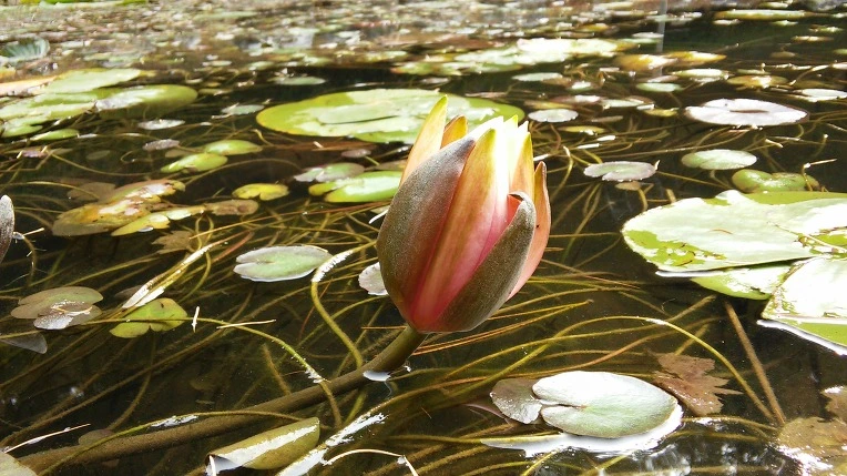 211F9C4B56288042067401