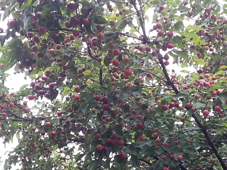 2465E83D52354C6D29C580