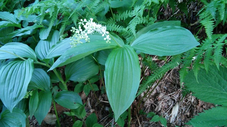 232DCC3B59155E862F4F06