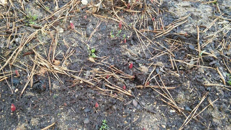 25696F4256FC8CFD380358