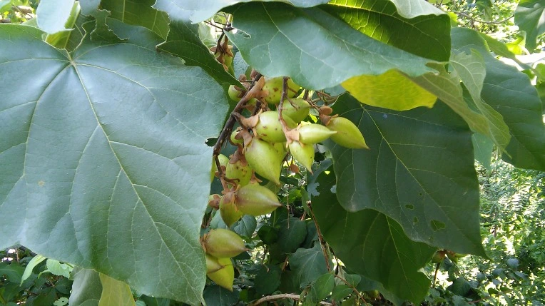 237E0640569F267C02F5E8