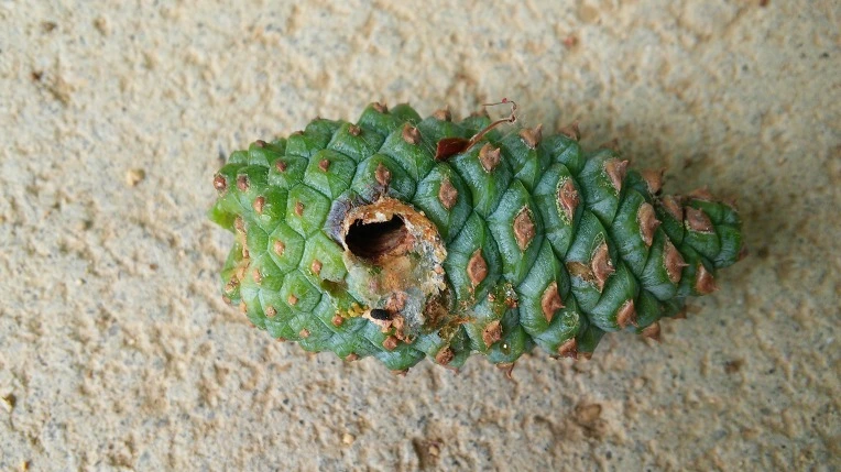 2602333C5747BA4E333049