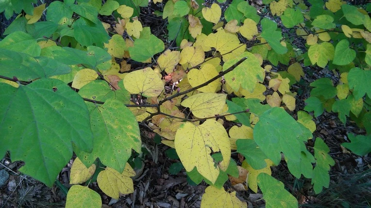 994615425E61FBC51FD8E2