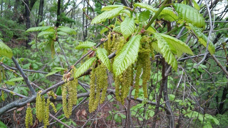 2750904A571AD0060F5106