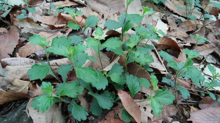 25603C4F571AD0C10F4851