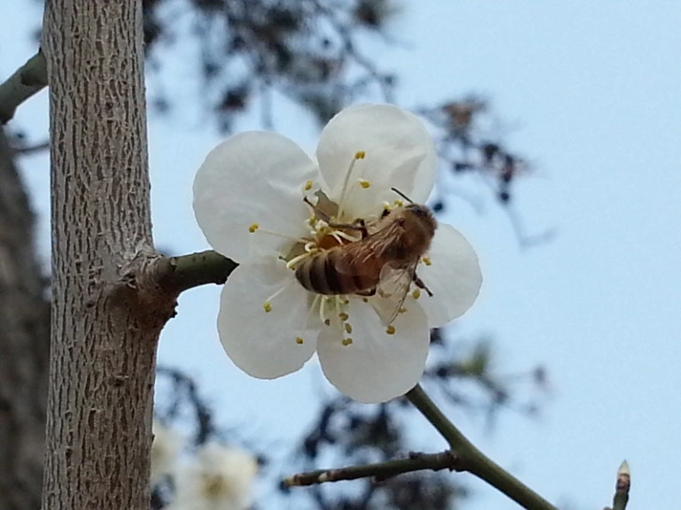 21276C46533A741916F74A