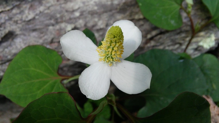 2555614E595DCE0C1C0E74