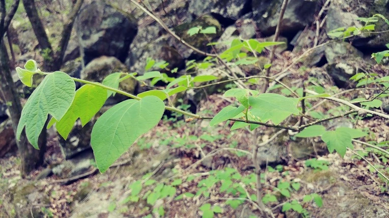 9906E9415EBE1C7D27B1D5