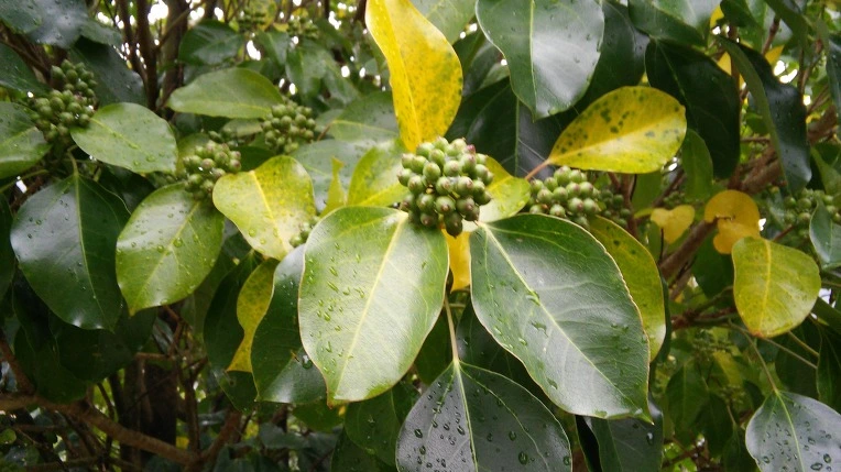 256A233C5640090110E1E6