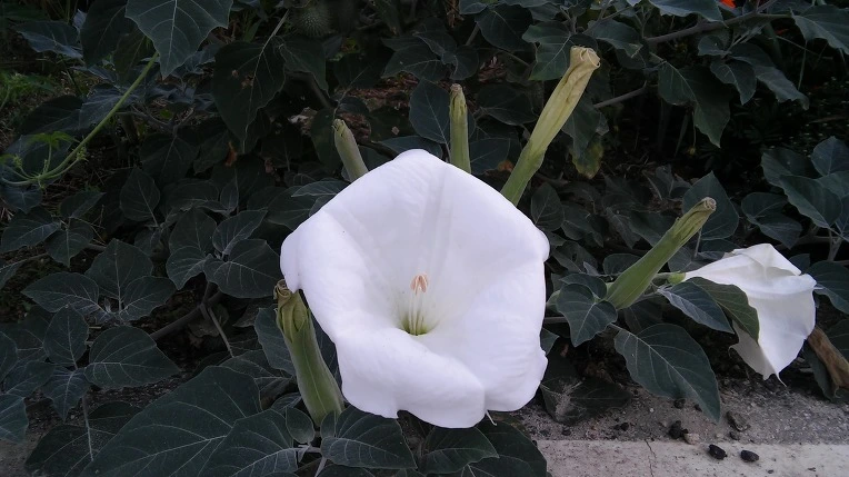 2325A14C57D5E2352C07FA