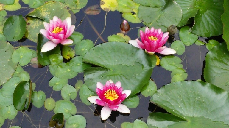 2449803E564EB254079FC0