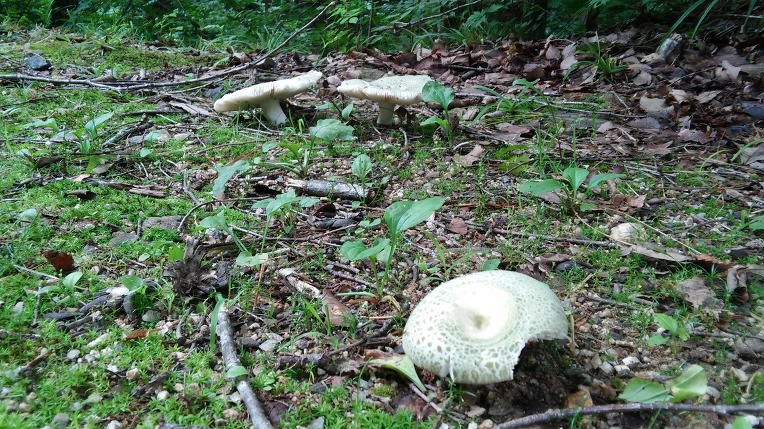 99F518335984FD2C12A340