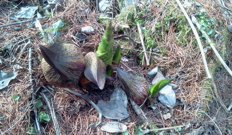 155072474D85DD67103C39