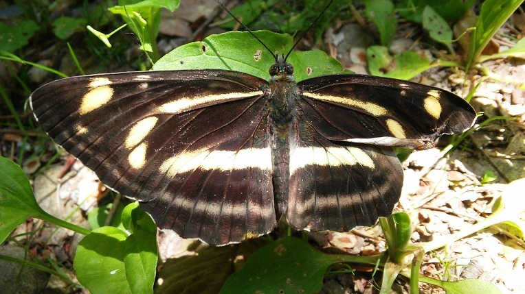 245C864A59339B84333155