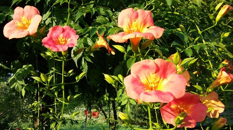 25673D4E576F80372B92B6