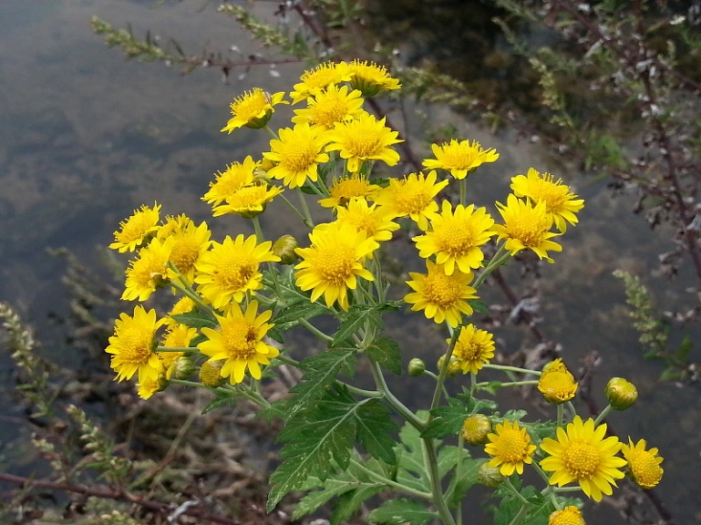 2402A450543280AE262DD6