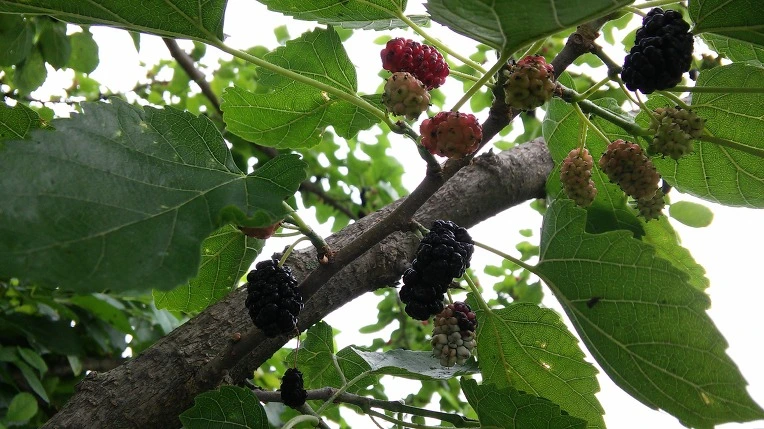 21141B39575E5218216961