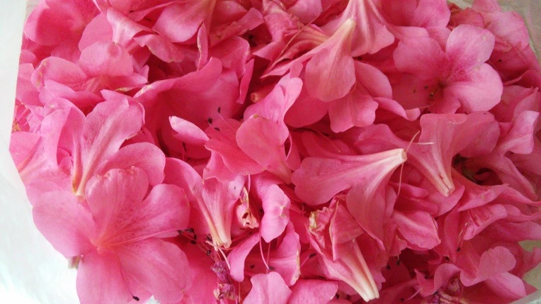 237C0A43595042170CD319