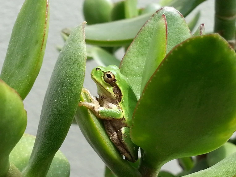 250F0B4C56B024EC263C1D