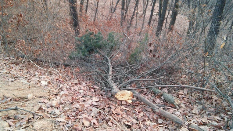 2332913D5696EF20347388