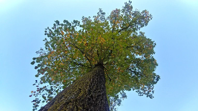 996D6C345C2758A6205D36