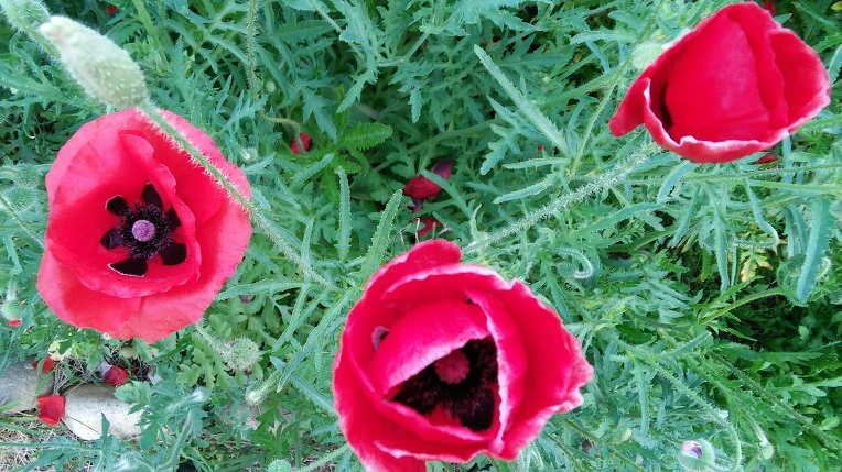 2559B7435745887D2D0FF5